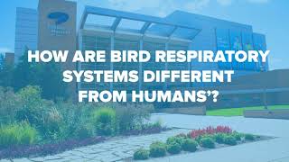 Ask Dr Early How are bird respiratory systems different from humans [upl. by Eyram]