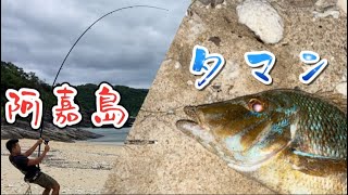 【阿嘉島】離島でタマン釣りしてみた‼️ [upl. by Rutter]