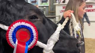 €18000 heifer  Carrick Winter Fair [upl. by Rafaela]