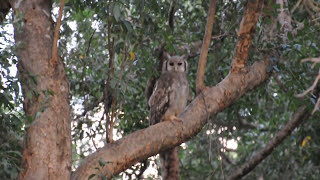 Verreaux Giant Eagle Owl calling [upl. by Ahsikit]