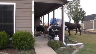 Scaring a Horse to Help Trapped Fear Horse Scared amp Dangerous Trailer Loading amp Sacking Out Horse [upl. by Kary]