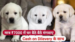 Cheapest price Labrador puppy for sale  Black Labrador amp white Labrador  All India Delivery [upl. by Emili]