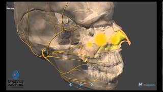 Migraine Pathophysiology  In depth [upl. by Amary]