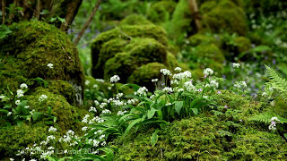 Forest Birdsong Nature Sounds  Wild Life Sound of Birds Singing Mindfulness Meditation for Sleeping [upl. by Anahsirk]