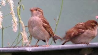 Sanguisorba Seeds amp Birds [upl. by Mcgrath]