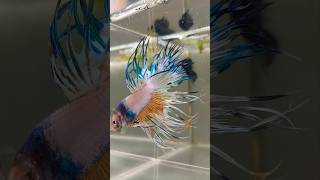 Betta Fish Secrets Revealed 🤫  Aquadn [upl. by Iarahs239]