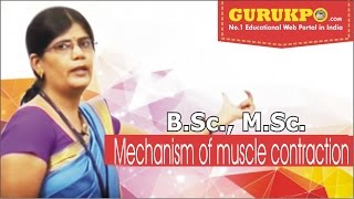 Mechanism of muscle contraction BSc MSc Lecture by Dr Priyanka Dadupanthi [upl. by Auqined]