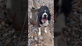 A bimble by the beach Littlehampton early November amp after the bonfire collies colliesofyoutube [upl. by Airitac773]