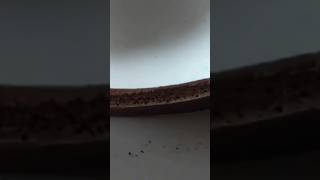 Comment préparer une génoise au chocolat 😜😜😜food cuisine viralvideo millionaire cake chocolate [upl. by Otha649]