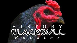 Sejarah Jenis Ayam Modern Black Bull Krating [upl. by Filide493]