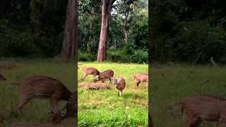 Gundlupete  Goats  Spotted Deer🦌 Axis Axis Ceylonensis  Karnataka  Cow  Bandipur National Park [upl. by Humble]