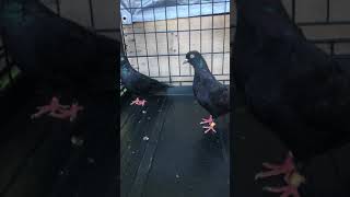 The difference between roller pigeon and tippler pigeon [upl. by Eade]