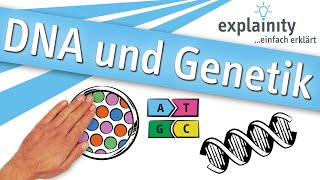 DNA und Genetik einfach erklärt explainity® Erklärvideo [upl. by Marketa]