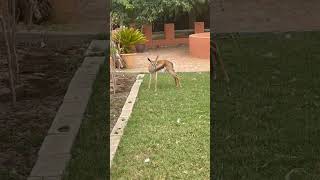 Two month old Springbok Barnards Barnyard Cape Town travel nature animals springbok [upl. by Gnoix120]