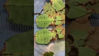 Pulchriphyllium giganteum Tapah 🇲🇾🐘 phasmatodea leafinsect [upl. by Rekrap]