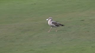 Seagull steals Colin Montgomerie’s golf ball at Nature Valley First Tee Open [upl. by Hannon]