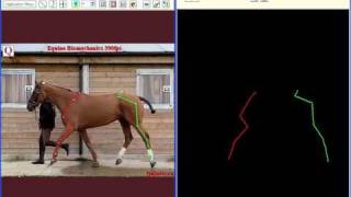 Equine Biomechanics  analysis amp autotracking 300fps [upl. by Roley]