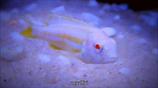 Albino Auratus Fish Melanochromis Auratus Cichlid [upl. by Malchy22]