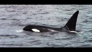 Chris Fishing and Whale Watching Monterey California [upl. by Donnelly]