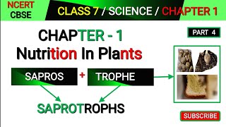 Saprotrophs  Class 7 Science Chapter 1  Nutrition in plants  Mode of Nutrition in plants [upl. by Strephon]