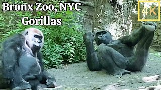 Gorillas Bronx Zoo New York City  Walking Tour 4K [upl. by Anirb791]