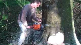 abattage dun hêtre stihl ms 390 [upl. by Sterrett]