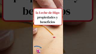 la Leche de Higo propiedades y beneficios shortsvideo [upl. by Boycie]