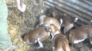 Severn Valley Ratters Ratting with Plummer Terriers Part 1 [upl. by Ahsyekat]