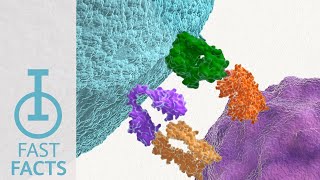 IOU YouTube How does CTLA4 prevent T cell activation [upl. by Menis570]