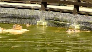 カピバラの連続飛び込み Capybara jumps into a pond continuously [upl. by Isahella]