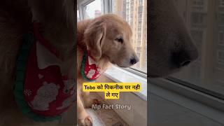 🐕Tobo को पिकनीक पर जाना है  mini wood toy  woodworking art skills  hand crafts shorts pets [upl. by Peirce974]