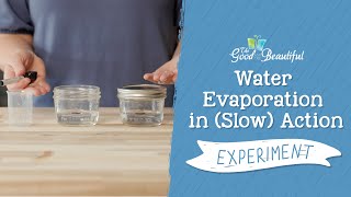 Water Evaporation in Slow Action Experiment  Weather and Water  The Good and the Beautiful [upl. by Nossaj]