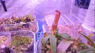 Nepenthes Terrarium cooled with Peltier Element 16032013 [upl. by Merwyn]