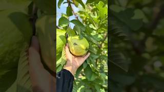 Guava guava fruit fruityfruit india usa shorts short youtubeshorts trending [upl. by Yeung]