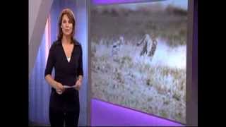 TV item RTL4 over de Kangal Turkse herdershond en Stichting SPOTS [upl. by Townsend]