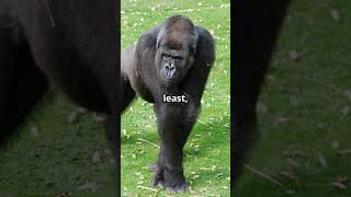 Gorillas The Original Hulk Fascinating Gorilla Facts [upl. by Lyn]