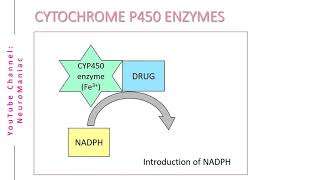 BIOCHEMISTRY  CYTOCHROME P450 ENZYMES AND OXIDATION PROCESS [upl. by Kawasaki122]