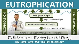 Pollution  Eutrophication  GCSE Biology 91 [upl. by Zahc384]