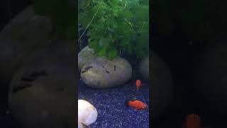 Platy and home raised mollys relief fishaquarium shortvideos fishbowl youtubeshorts [upl. by Clothilde]