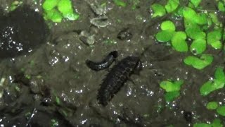 Firefly Larva Eating a Snail Next to a Rove Beetle and Moth Flies [upl. by Annoik101]