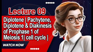 Diplotene  Pachytene Diplotene amp Diakinesis of Prophase 1 of Meiosis 1 cell cycle  Lecture 9 [upl. by Yornek]