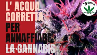 l acqua corretta per coltivare la cannabis  Marijuana light Maria [upl. by Mali76]