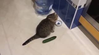 Funny cats scared of cucumbers  cat vs cucumber compilation [upl. by Baptlsta691]