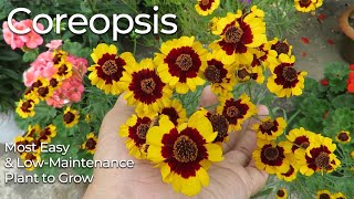 Coreopsis Flower  Coreopsis Plant Care  Tickseed Plant  Most Easy to Grow Flowers [upl. by Saimon972]