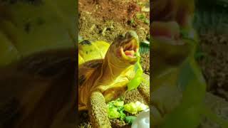 Trunky the Horsefield Tortoise eating his greens veronikakoleva2372 shorts short pets eating [upl. by Gaul989]