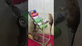 Best home mouse trapbest rat trap at home rat rattrap mousetrap [upl. by Enilehcim]