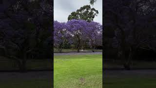 🪻 Fry’s Reserve Kogarah jacaranda kogarah sydney australia [upl. by Christoper]