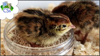 What to Feed Coturnix Quail Chicks [upl. by Ecidnak]