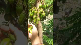 Panen belimbing fypシ゚ organicfarming belimbingwuluh [upl. by Nlycaj]