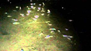 Grunion Spawning [upl. by Filipe651]